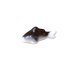 Photo1: Figurine Mini koi mini-sized carp black (1)