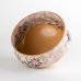 Photo5: Tea Bowl Nishiki Cosmos in wooden box