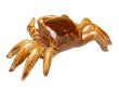 [Made in Japan] Crab (Small) Ornament doll